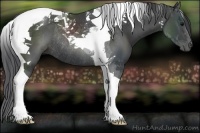 Horse Color:Black Tobiano Rabicano