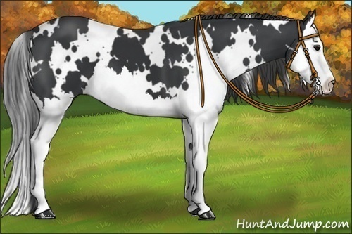 Horse Color:White Spotted Black Splash
