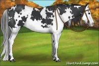 Horse Color:White Spotted Black Splash