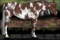 Horse Color:White Spotted Bay 