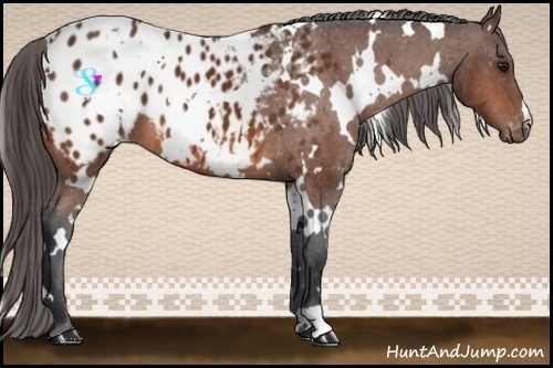 Horse Color:White Spotted Bay Appaloosa 