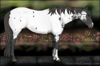 Horse Color:Smoky Black Appaloosa 