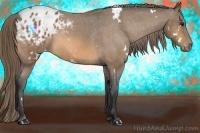 Horse Color:White Spotted Buckskin Appaloosa