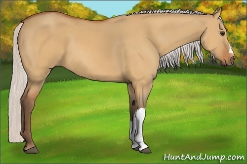 Horse Color:Silver Bay Dun 