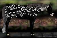 Horse Color:Grullo Splash Appaloosa 