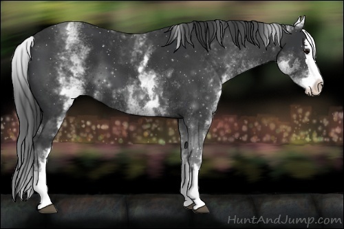Horse Color:White Spotted Black Splash