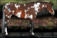 Horse Color:White Spotted Brown Sabino