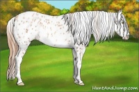 Horse Color:Gold Champagne Leopard and Gold Champagne Frame Leopard