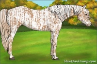 Horse Color:Chestnut  and Chestnut Appaloosa 