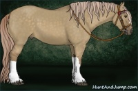 Horse Color:Chocolate Palomino Dun
