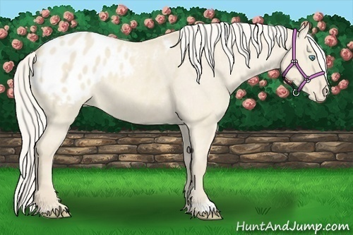 Horse Color:Cremello Dun Varnish