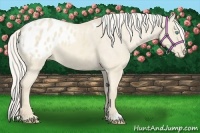 Horse Color:Cremello Dun Varnish 
