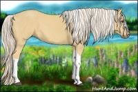 Horse Color:Palomino Roan Tobiano