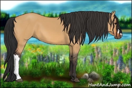 Horse Color:Bay Dun
