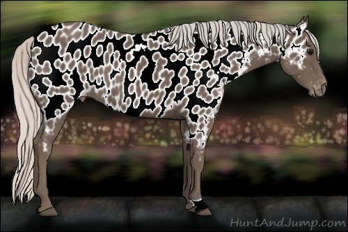 Horse Color:Silver Black Near Leopard