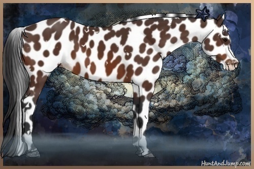 Horse Color:White Spotted Brown Appaloosa 