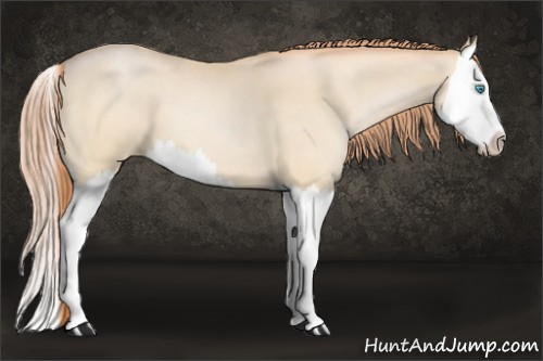Horse Color:Buckskin Pearl Splash 