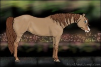 Horse Color:Red Dun Splash 