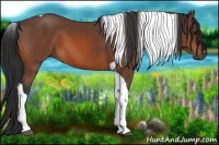 Horse Color:Bay Tobiano 