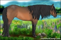 Horse Color:Buckskin 