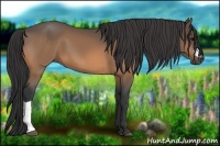 Horse Color:Buckskin 