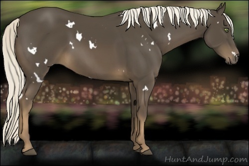 Horse Color:White Spotted Liver Chestnut