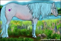 Horse Color:Watercolor Bay 