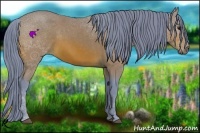 Horse Color:Watercolor Bay 