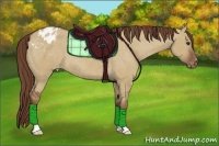 Horse Color:Red Dun Appaloosa Rabicano 