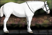 Horse Color:Silver Bay Splash Tobiano Appaloosa 