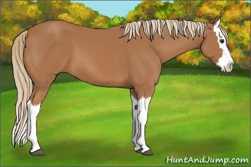 Horse Color:Chestnut Splash 
