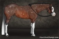 Horse Color:Bay Splash 