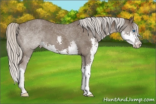 Horse Color:Silver Black Splash