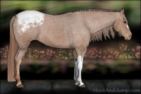 Horse Color:Chestnut Appaloosa 