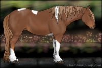 Horse Color:Chestnut Tobiano
