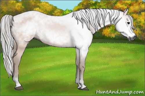 Horse Color:Gray Bay 