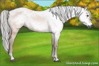 Horse Color:Gray Bay 