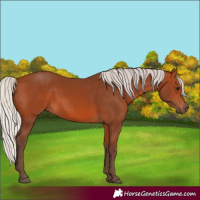 Horse Color:Silver Bay 