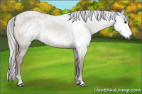Horse Color:Gray Bay Dun