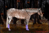 Horse Color:Silver Brown Ice Sabino Varnish 
