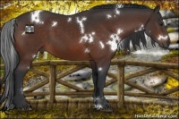 Horse Color:White Spotted Brown 