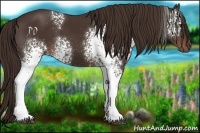 Horse Color:White Spotted Liver Chestnut 