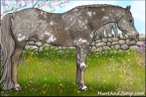 Horse Color:White Spotted Chocolate Palomino Rabicano