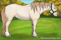 Horse Color:Buckskin Roan Pearl and Buckskin Roan Pearl