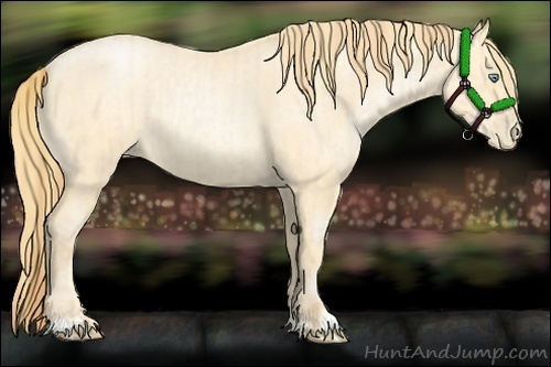 Horse Color:Buckskin Roan Pearl and Buckskin Roan Pearl Rabicano