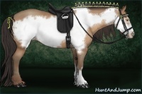 Horse Color:Amber Champagne Frame 