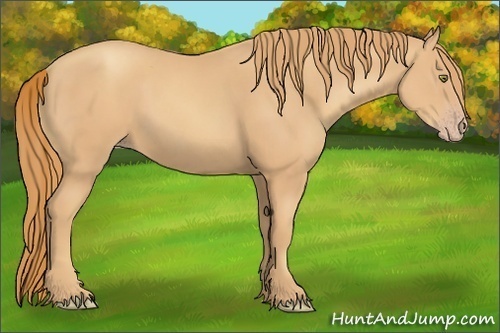 Horse Color:Gold Champagne 