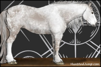 Horse Color:Gray Chestnut Ice 
