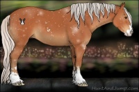 Horse Color:Silver Bay Sabino 