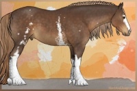Horse Color:White Spotted Liver Chestnut